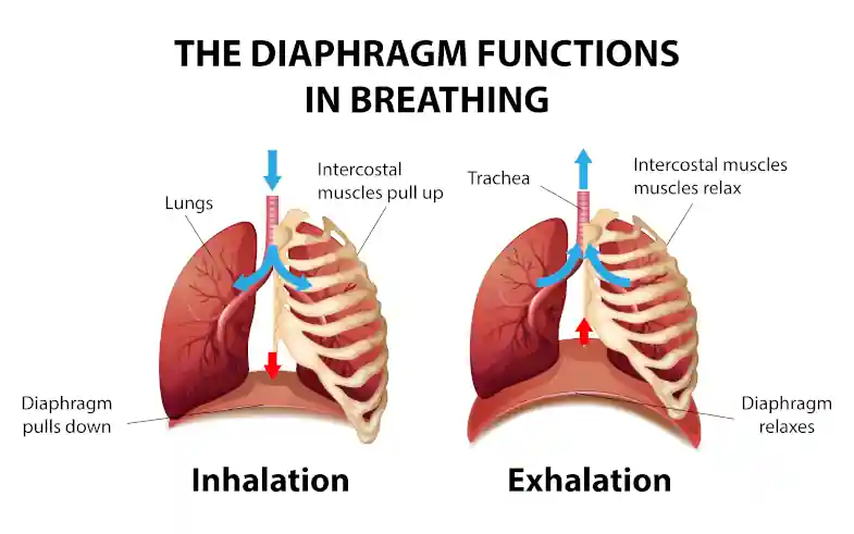 image of the diaphragm in normal and dysfunctional breathing