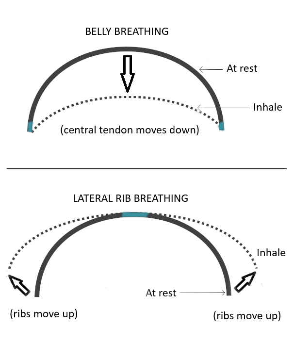 schematic image of different forms of diaphragmatic breathing