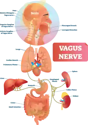 diagram of the vagus nerve for yoga