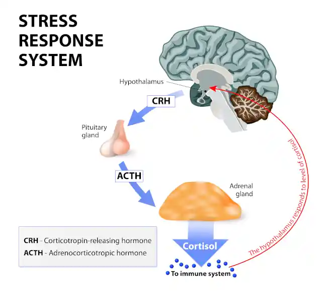 diagram of physiological stress response