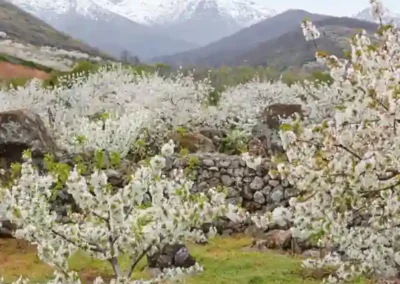 cherry blossom in the jerte valley