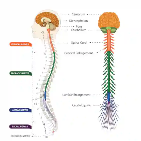 spinal nerves are a rationale for how osteopathic medicine works