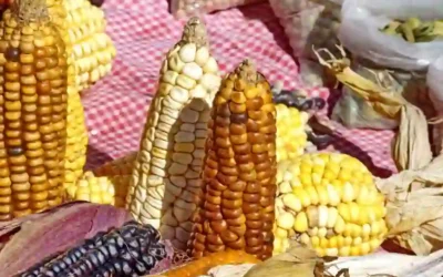 Nixtamalization Of Corn: Secret Of Ancient America