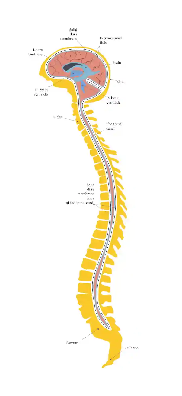 diagram of the brain and spinal cord, illustrating sutherland's early model of cranial osteopathy